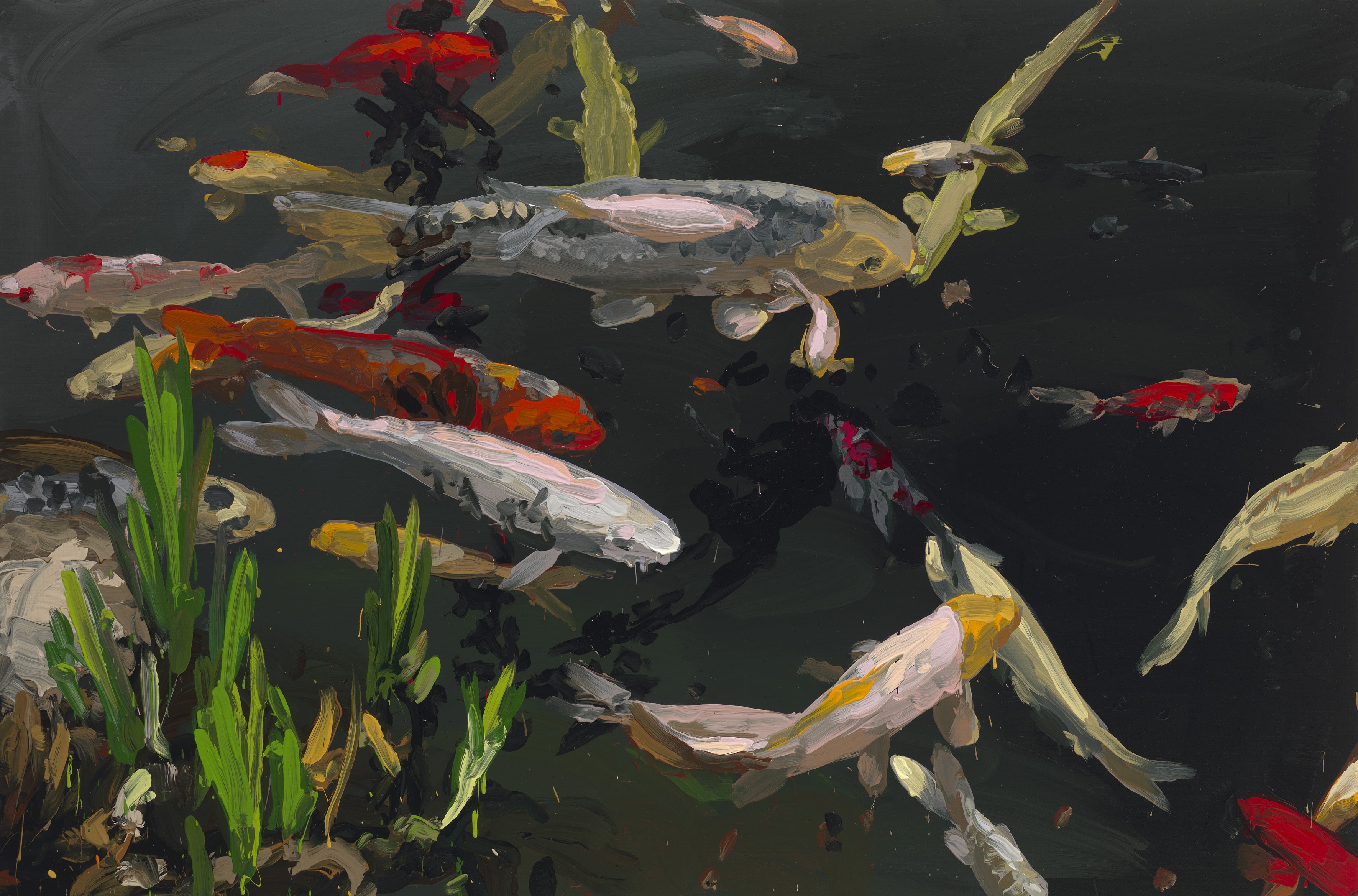 Koi image from 2013